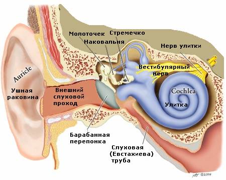 Лечение ушных болезней при помощи капиллярных скипидарных ванн